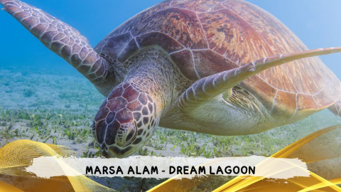 2026 marsa alam da roma dream T IN39