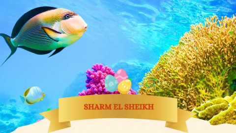 2026 sharm el sheikh T ponti milano IN39