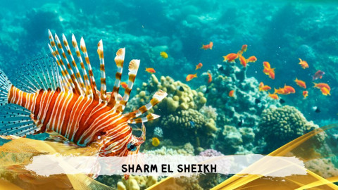 2026 sharm el sheikh da bologna T IN39