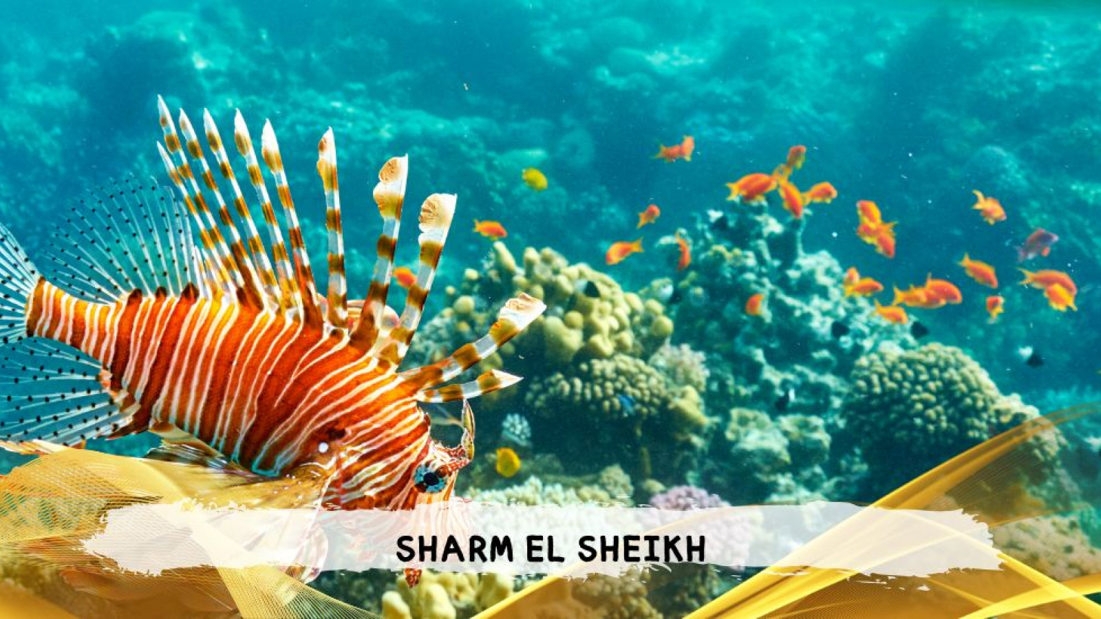 2026 sharm el sheikh da bologna T IN39